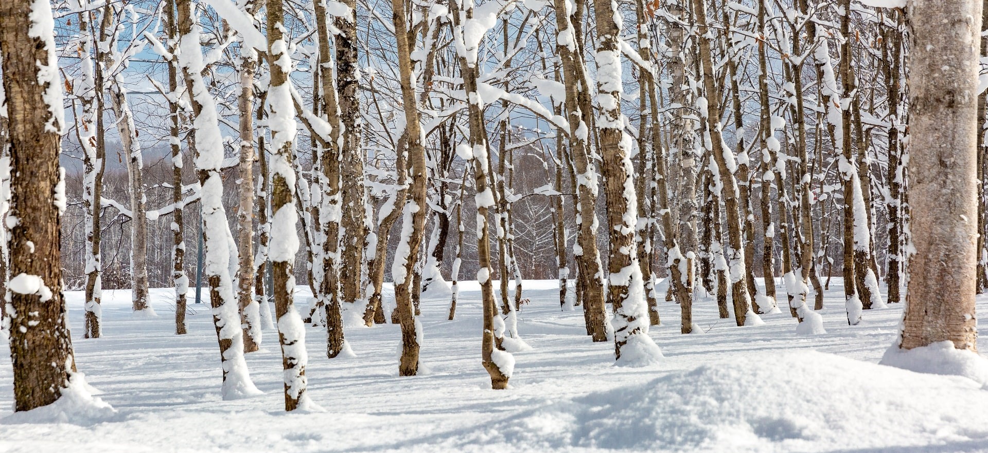 Na Slovensku v posledných zimách zneží pomerne často, problém je ale v tom, že sneh sa najmä v nižších polohách udrží len krátko. Autor: Marek Okon, Unsplash