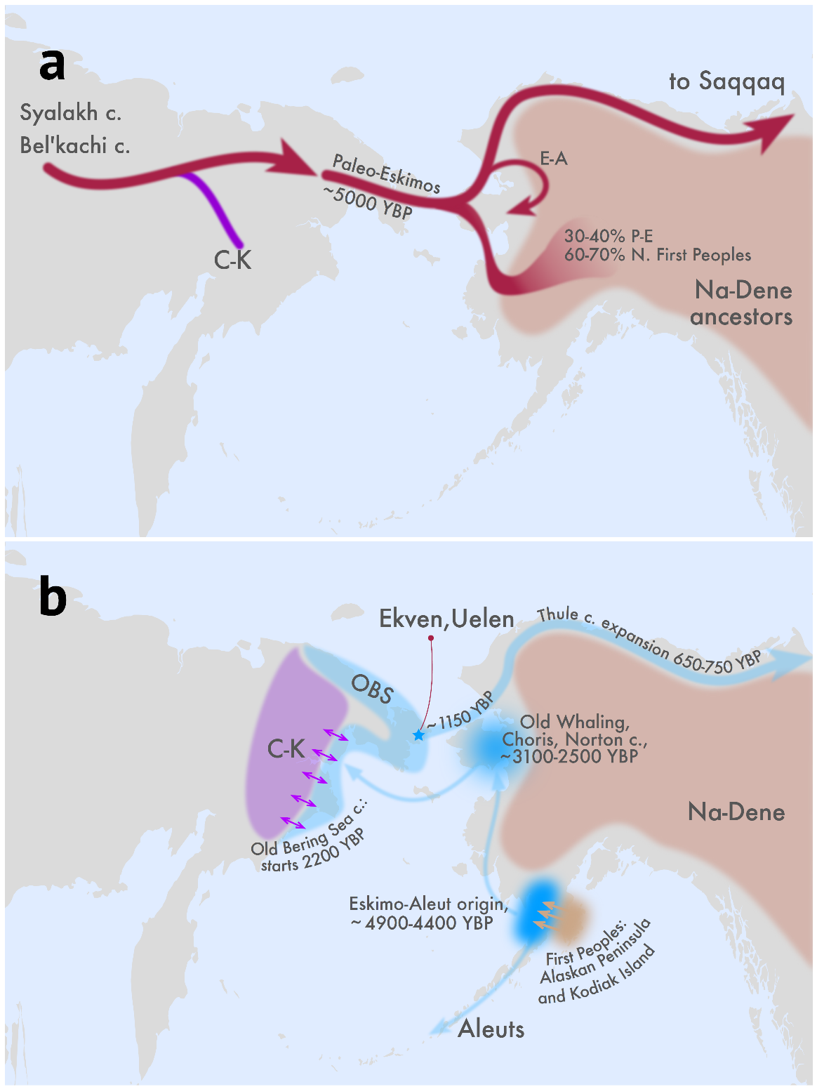(obrázok A – červená šípka) Pred viac ako 5000 rokmi sa oddelila od obyvateľov Čukotky a Kamčatky populácia Paleoeskimákov, ktorá migrovala cez Beringov prieliv do Severnej Ameriky (obrázok B – modrá šípka) Čo sa týka histórie Eskimákov a Aleutov, miešanie pôvodných amerických Indiánov a Paleoeskimákov sa datuje do obdobia pred 4900 až 4 400 rokov