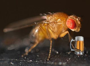 Samček mušky Drosophila melanogaster 