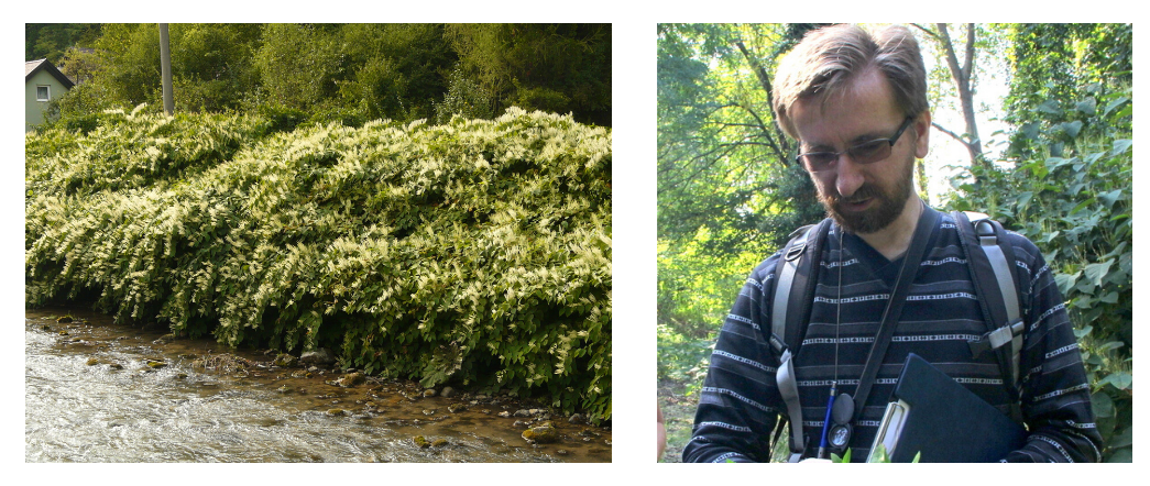 Vľavo: Jedny z najnebezpečnejších inváznych rastlín v Európe sú zástupcovia rodu krídlata. Ich husté porasty vytláčajú z obsadeného stanoviska všetko živé a opad ich listov negatívne chemicky ovplyvňuje nielen pôdu, ale aj vodné toky, v blízkosti ktorých sa často vyskytujú. Na snímke porast krídlatky českej (kríženca krídlatky japonskej a sachalinskej) v Ľubochnianskej doline vo Veľkej Fatre. Vpravo: botanik Pavol Mereď, autor fotografií