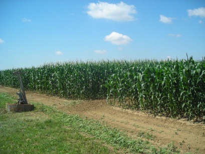 kukuričné polia