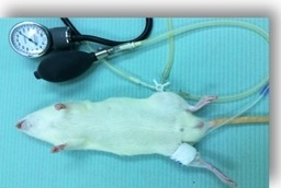 Anestetizovaný potkan podstupujúci remote ischemický preconditioning