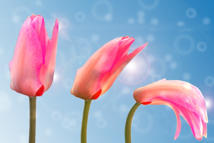 ilustračné foto /tulipány/