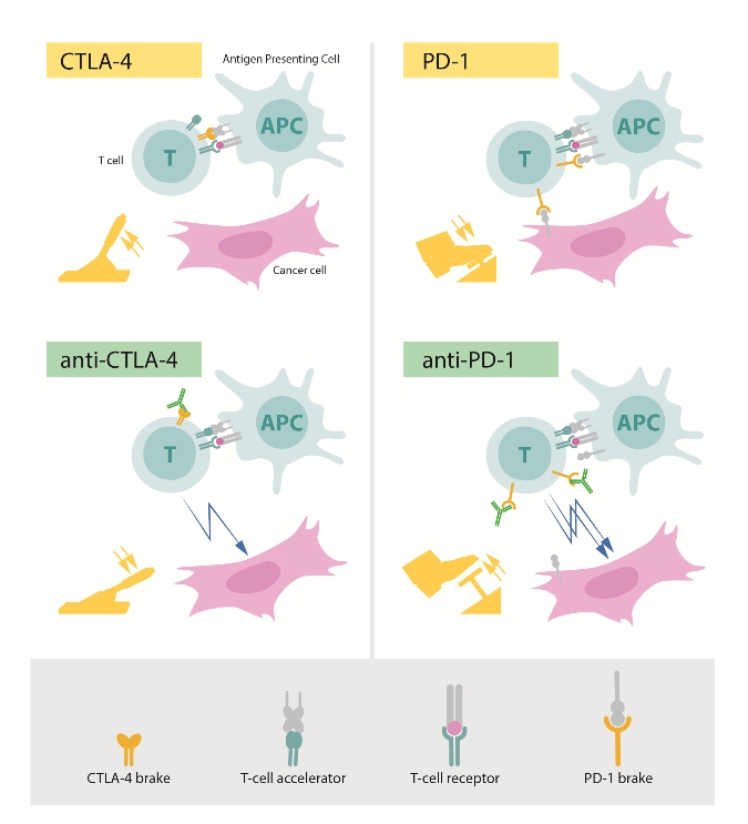 Proteíny, ktoré pôsobia ako urýchľovače T-buniek, sú tiež potrebné na spustenie úplnej fúkanej imunitnej odpovede