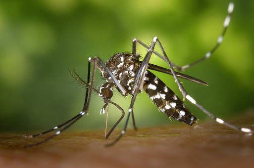 Komár Aedes albopictus má pôvod v Ázii