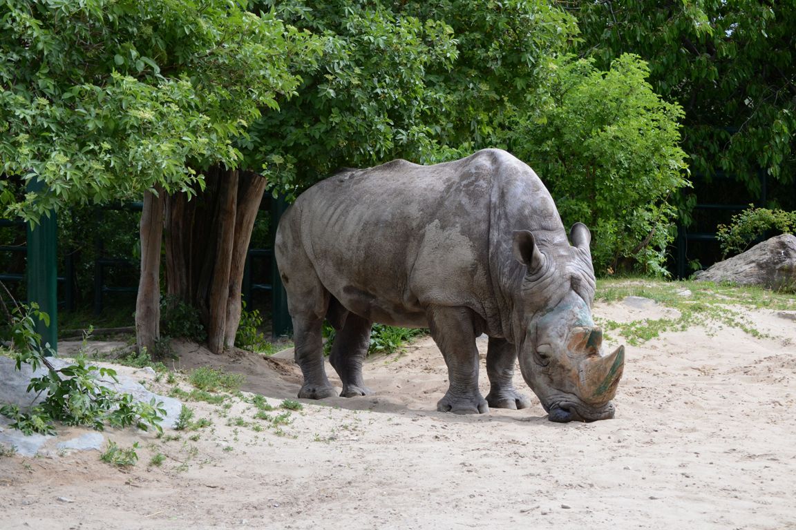 nosorožec tuponosý južný 