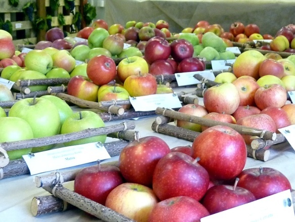 jablká prezentované na výstave