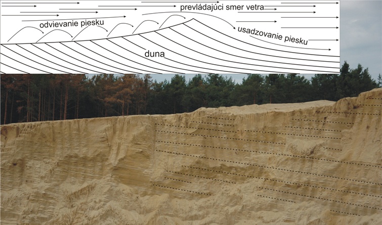 Odkryv odhaľujúci časť vnútornej štruktúru duny v naviatych pieskoch pri Šaštíne. Na obrázku je prerušovanými čiarami zvýraznené takzvané šikmé zvrstvenie, podľa ktorého možno určiť prevládajúci smer vetra (pozri vysvetlenie v hornej časti obrázku), foto Natália Hudáčková.