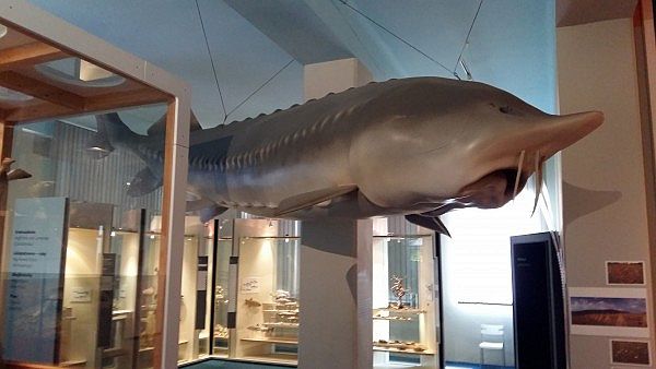 Prírodovedné múzeum SNM v Bratislave  - obrovská ryba vyza
