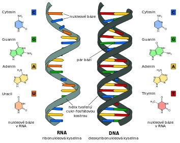 RNA a DNA