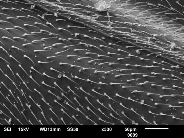 ukážka krídla muchy pod mikroskopom
