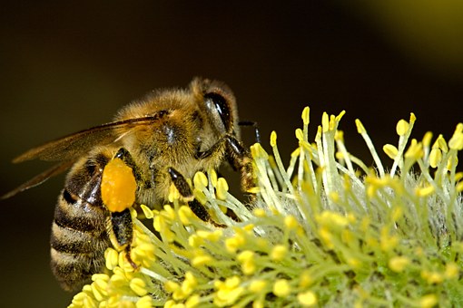ilustarčné foto /včela, opeľovanie/