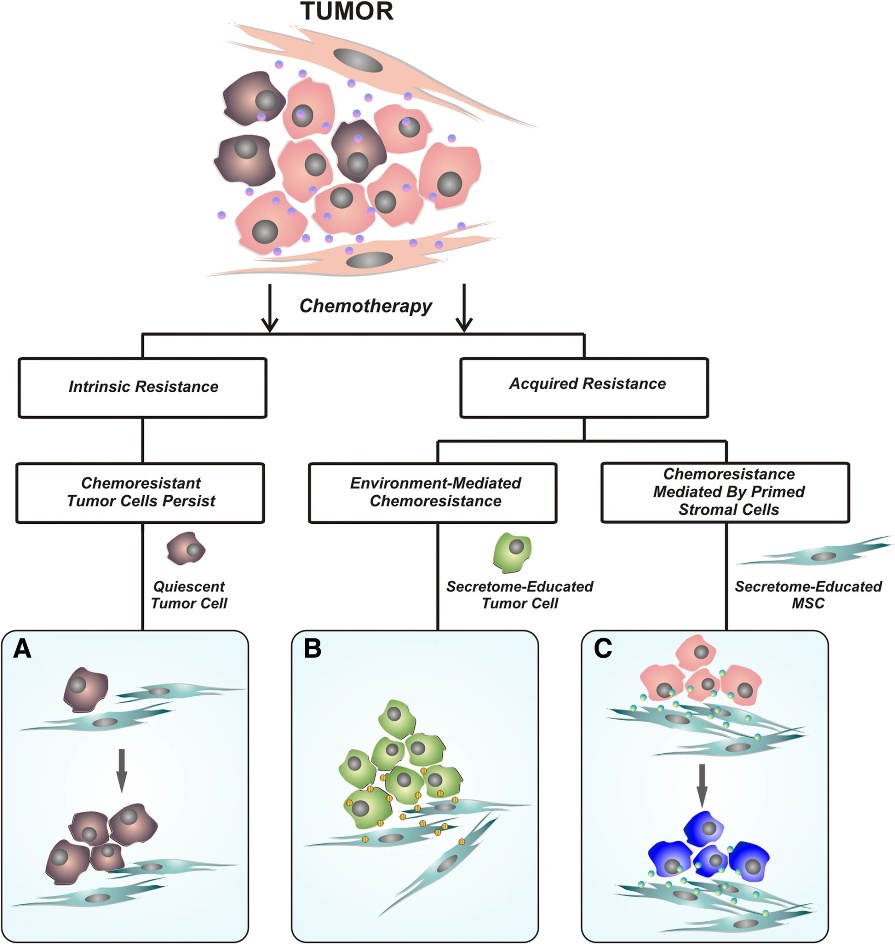 ilustrácia je súčasťou odborného opublikovaného článku, v ktorom Jana Plavá opisuje, akými cestami môžu MSC navodiť rezistenciu prsníkových nádorových buniek