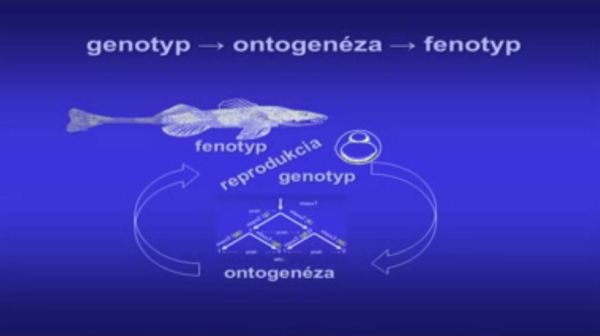 Genotyp - ontogenéza - fenotyp