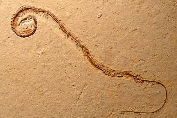 Druhohorný had Tetrapodophis amplectus má predĺžené telo a miniatúrne končatiny, foto David M. Martill, University of Portsmouth, Veľká Británia 