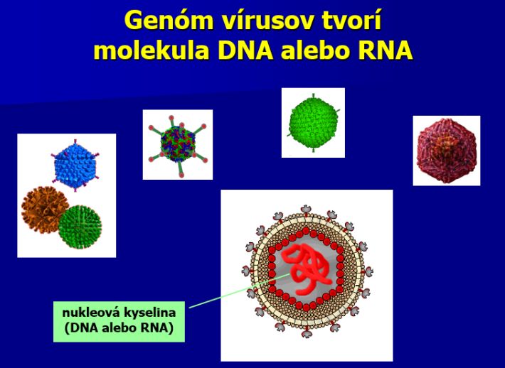 Genóm vírusov tvorí molekula DNA alebo RNA