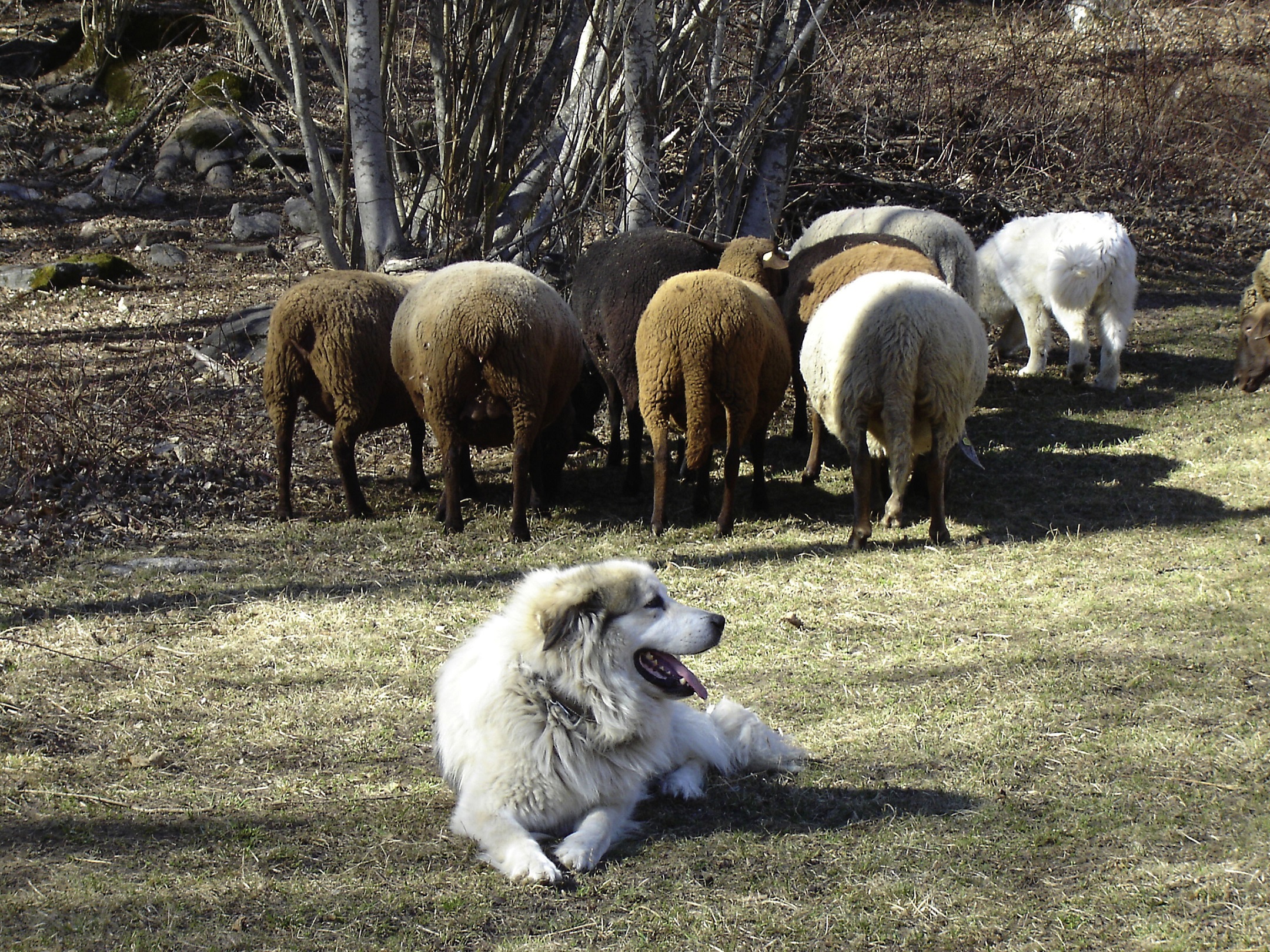 strážny pastiersky pes (autor: Mark Schulman,WWF)