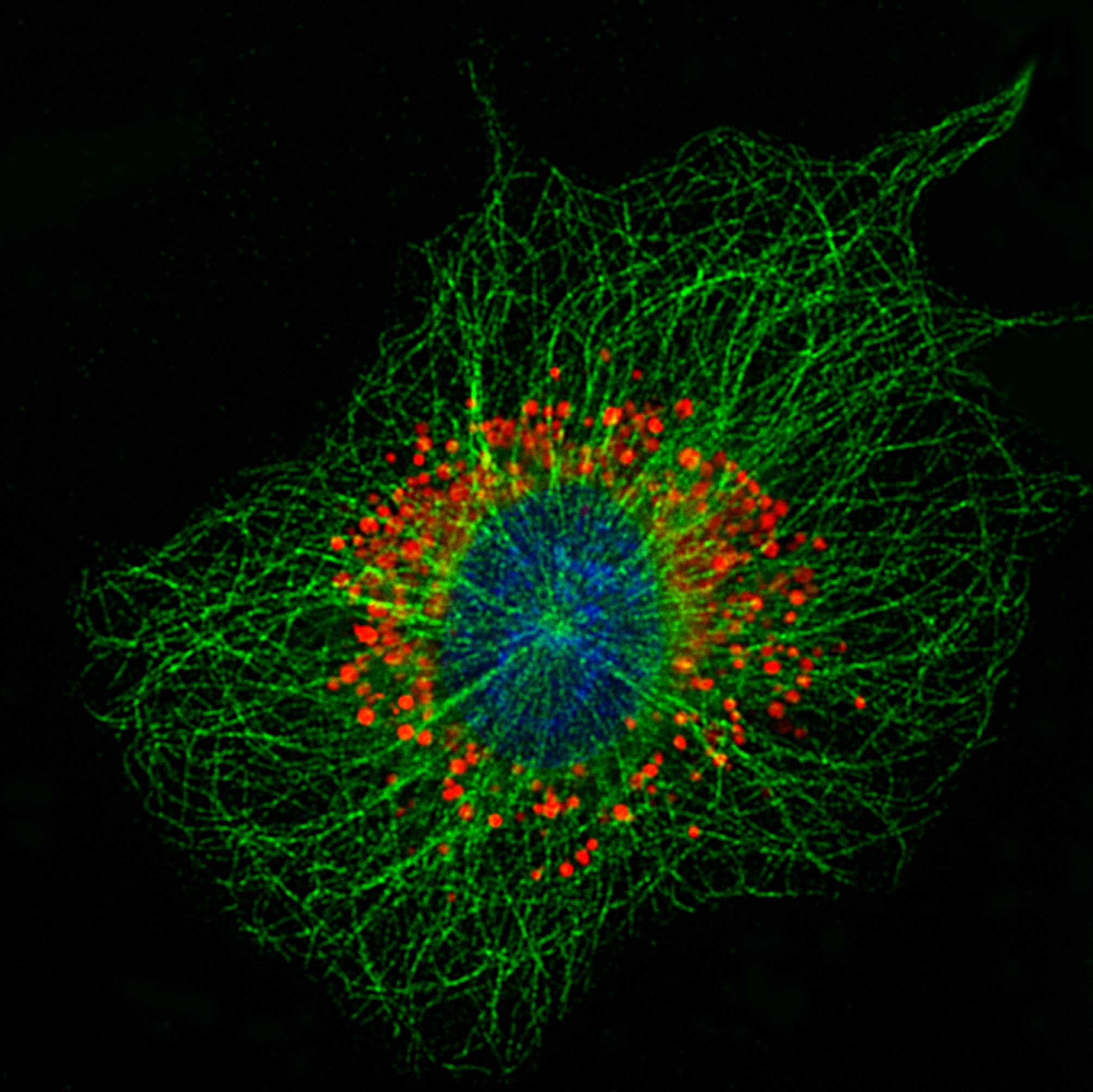 Na obrázku mikrotubulárna sieť (zelená), sekrečnú granula (červená) a DNA (modrá) v žírnej bunke