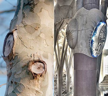 Detail stromovitého stĺpu a jeho originálna predloha