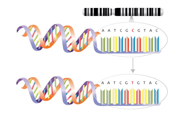 Ilustračný obrázok: Výmena nukleidov v DNA. Zdroj: Pixabay.com 