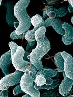 Kampylobaktérie (Zdroj: Wikipédia)