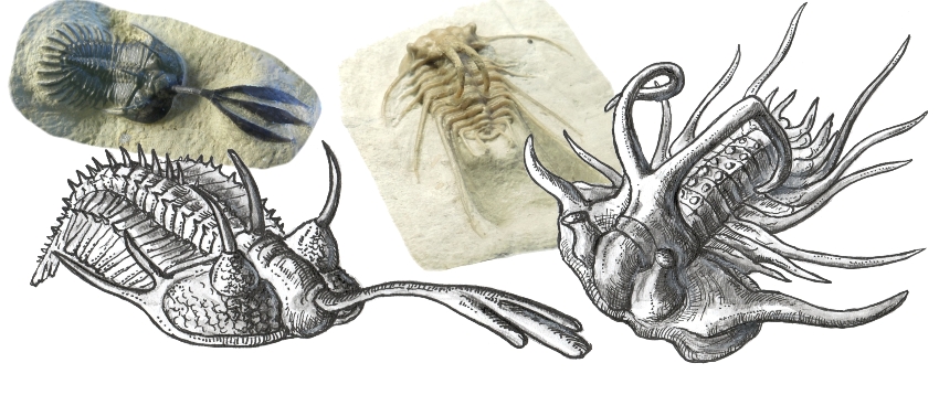 Devónske trilobity Walliserops (vľavo) a Dicranurus (vpravo) mali na pancieri fantastické tŕne. Samčekom možno slúžili pri vzájomných súbojoch alebo pri dvorení samičkám.
