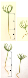 .: Fotografie semenáčikov. Vľavo kontrolný semenáčik s vyznačenými parametrami (a) a (b). Vpravo semenáčik stresovaný kyselinou usnovou. Hore P. sylvestris, dole P. abies.
