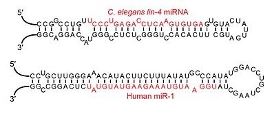 Malé nekódujúce RNA