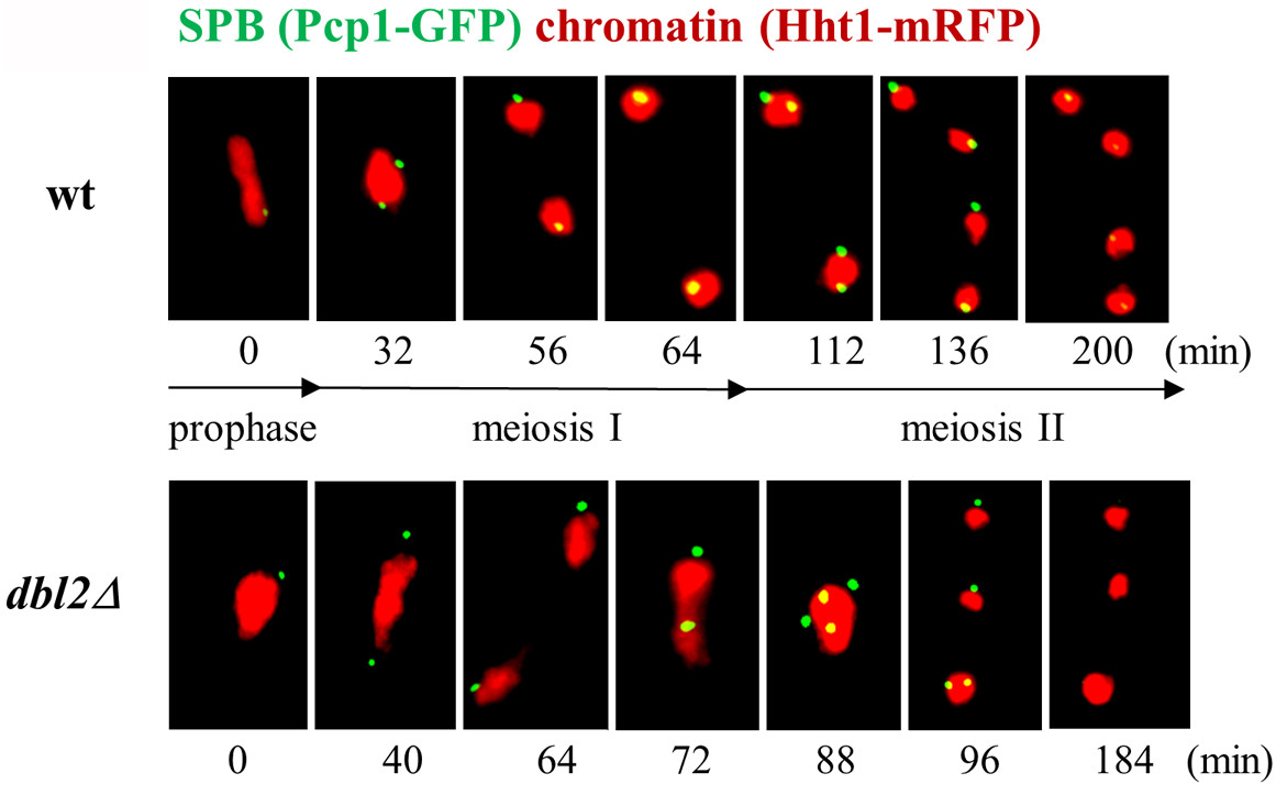 Obrázky živých buniek kvasiniek s jadrom/chromatínom označeným červenou farbou. 
