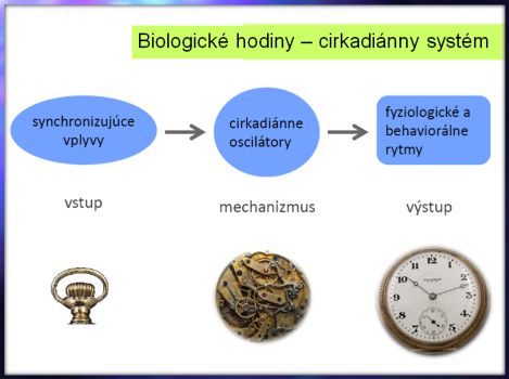 Biologické hodiny – cirkadiánny systém