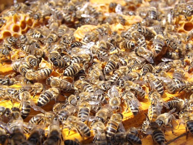 ilustračné foto /včely/