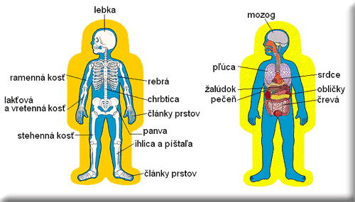 Ľudské telo – kostra a vnútorné orgány