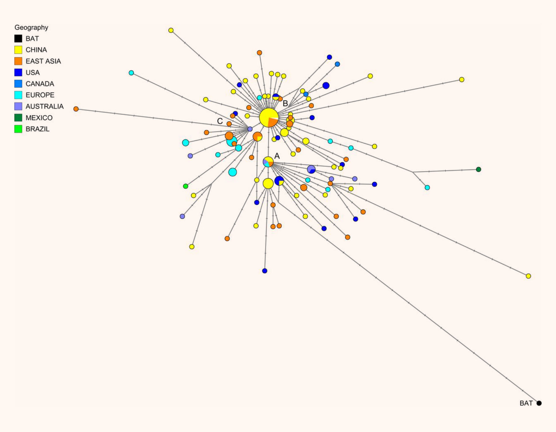 Fylogenetická sieť vytvorená na základe analýzy 160 genómov SARS-CoV-2. Veľkosť kruhových oblastí je úmerná počtu druhov a každý zárez na spojoch predstavuje mutovanú nukleotidovú polohu. Zdroj: PNAS
