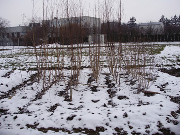 Porast topinambura v zimnom období, vhodný na zber 