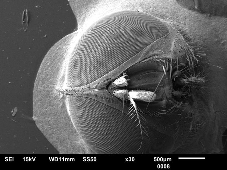 ukážka hlavy muchy pod mikroskopom