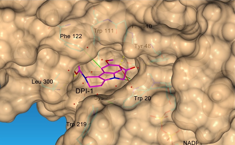 Látka DPI-1 v dutine aktívneho miesta enzýmu ALR2. Výsledky molekulového modelovania