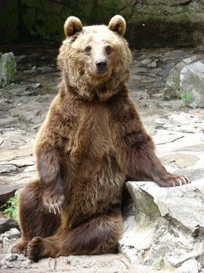 Medveď hnedý – ZOO Bratislava