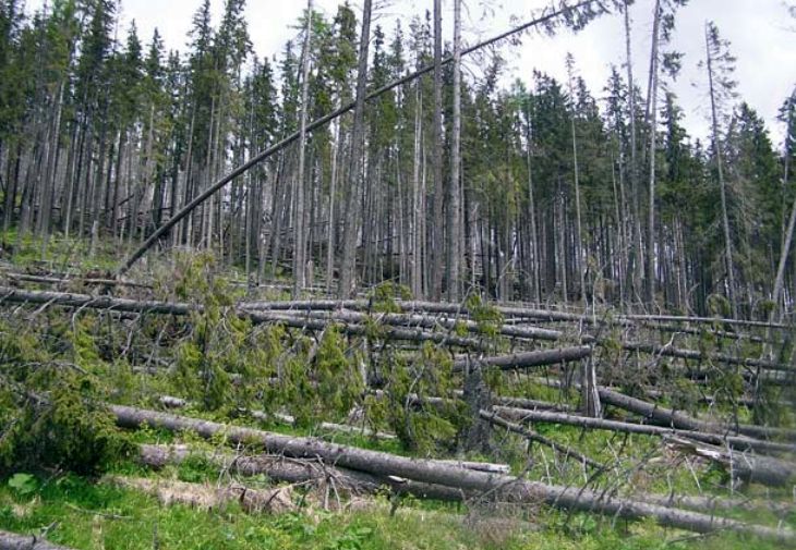 Pôvodné horské smrečiny v lokalite Grúnik vo Vysokých Tatrách boli v roku 2004 rozvrátené pôsobením vetra