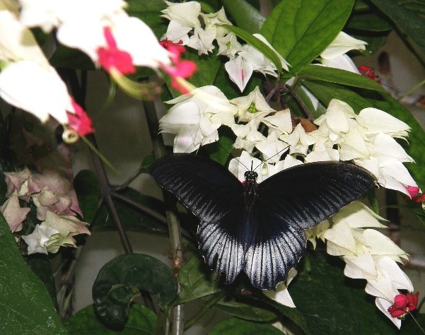ukážka vyliahnutého motýľa z minulého ročníka podujatia