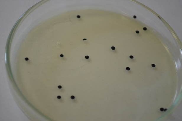 Petriho miska so zlatým stafylokokom