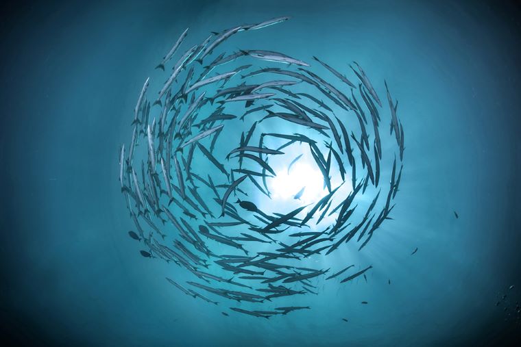 Ilustračné foto: Oceán, ryby v kruhu. Zdroj: iStock
