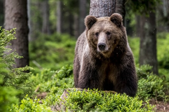Ilustračný obrázok medveďa (zdroj:http://slovakia.panda.org/projekty/eurolargecarnivores/)