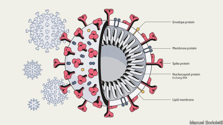Ilustračný obrázok: Štruktúra viriónu SARS-CoV-2 S2 tvorí stopku výčnelkov spike proteínu a zabezpečuje fúziu vírusu s bunkovou membránou, Zdroj: Manuel Bortoletti