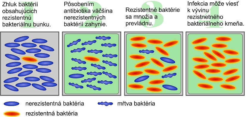 rezistencia voči antibiotiku (autor: Marcela Pekarčíková)