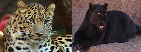 Jedným z najznámejších druhov zvierat, u ktorého sa často vyskytuje melanizmus, je leopard škvrnitý, známy ako „čierny panter“.