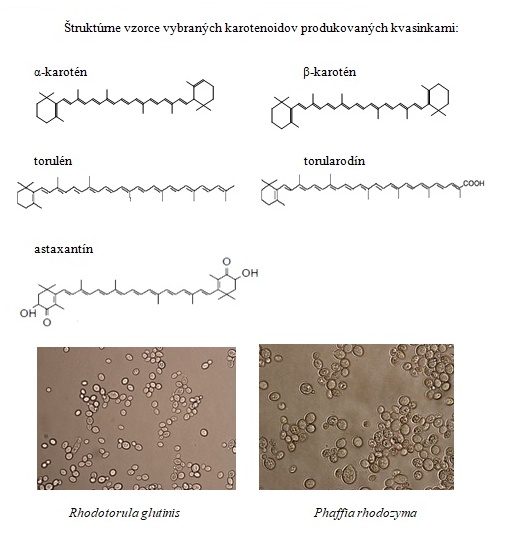 Štruktúrne vzorce vybraných karotenoidov produkovaných kvasinkami
