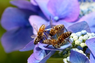 ilustračné foto /včely/