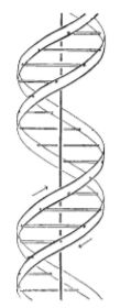 Štruktúra DNA popísaná v roku 1953