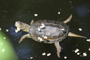 Keď sa korytnačka vyhrieva na hladine, roztiahnutá ako žaba, tak je k okoliu ľahostajná.