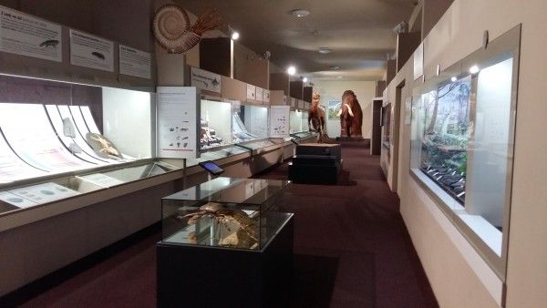 Prírodovedné múzeum SNM v Bratislave Zázrak prírody - Príbeh života na Zemi